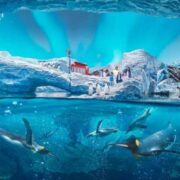 Top Things to Do at SeaWorld Abu Dhabi