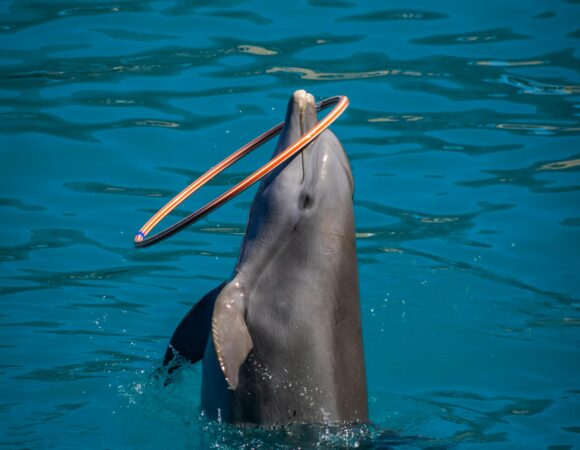 Top Reasons to Watch the Dolphin Show in Dubai with Your Family