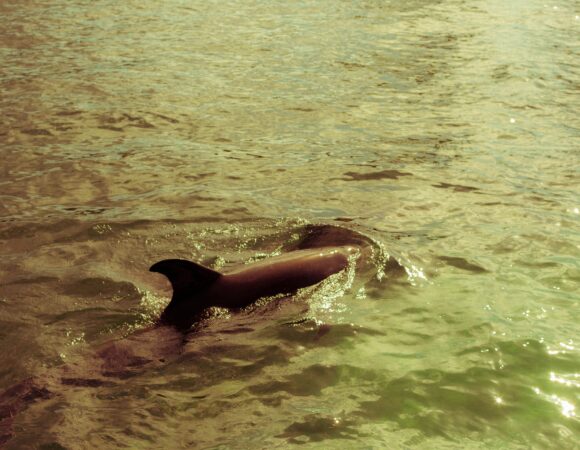 Dolphin Watching in Musandam Dibba Secrets You Must Know