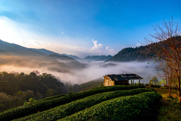 Uncover the Ancient Wonders of Sri Lanka’s Cultural Triangle 